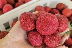Một loại vải đặc biệt ở Thanh Hóa giá 600.000 đồng/kg