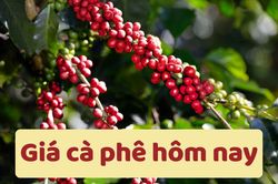 Giá cà phê hôm nay 27/6/2025: Giảm mạnh kỷ lục