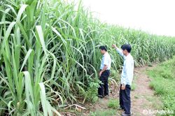 Cán bộ kỹ thuật Công ty Mía đường Sông Con cùng nông dân xuống đồng chăm sóc vùng nguyên liệu