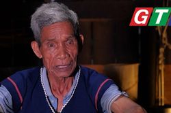 Cây đại thụ ở làng Đăk Giang