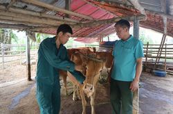 Đẩy mạnh phát triển chăn nuôi