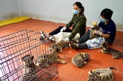 Xử lý nghiêm hành vi vi phạm về động vật hoang dã