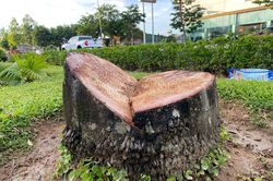 Hàng trăm cây cau vua trên Đại lộ Lê Nin bị chặt bỏ, cơ quan chức năng nói gì?