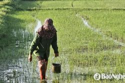 Ốc bươu vàng nhiều, nông dân Nghệ An bám đồng cứu lúa