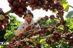 Xuất khẩu nông lâm thủy sản 6 tháng đầu năm tăng hơn 14%