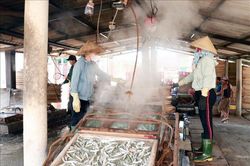 Nhộn nhịp hấp cá xuất khẩu ở Cửa Việt
