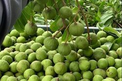 Sấu vào mùa giá chỉ từ 15.000 đồng/kg, đây là thời điểm mua sấu ngon nhất và cách chọn sấu ngon