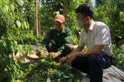 Giá tiêu hôm nay 3/7/2025: Tăng mạnh liên tiếp