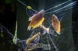 Giăng lưới cá sặt mùa mưa