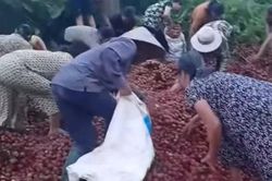 Hà Nội: Thực hư thông tin tranh nhau 'hôi vải' khi xe tải bị tai nạn giao thông