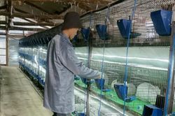 22 tuổi, kiếm trăm triệu/năm nhờ biến sinh vật quen thuộc thành 'máy in tiền'