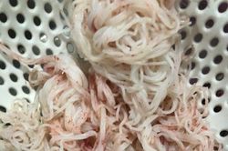 Bún chuyển sang màu đỏ bất thường sau vài giờ mua ở chợ