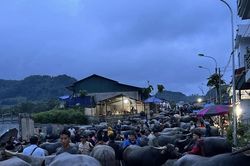 Lào Cai tổ chức họp chợ trâu Bắc Hà vào thứ 7 hàng tuần