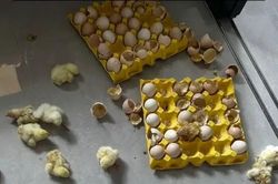 Đi vắng 2 ngày, người phụ nữ sốc nặng khi vừa mở cửa nhà