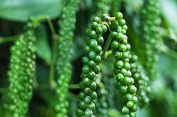 Giá tiêu hôm nay 10/7/2025: Giữ giá không đổi