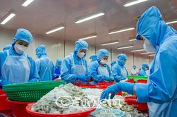Thu hút vốn FDI cho các tỉnh ÐBSCL sau hợp nhất: Nhu cầu bức thiết cho tăng trưởng nhanh