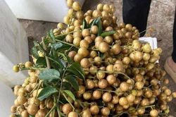Chị em đua nhau mua quất hồng bì giá rẻ, chỉ từ 15.000 đồng/kg để ngâm trị ho và ăn được vài tháng