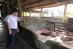 Tăng cường các giải pháp phòng, chống bệnh liên cầu lợn