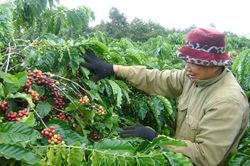 Giá cà phê hôm nay 12/7: Giảm mạnh rơi tự do khỏi mốc 90.000 đồng