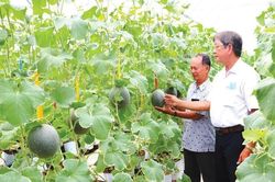 Kỳ tích giảm nghèo nhờ HTX rau màu