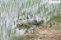 Đi đánh rọ bát quái, người đàn ông phát hiện một thi thể ở ruộng lúa