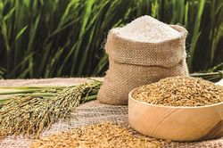 Giá lúa gạo hôm nay 13/7: Lúa tươi tăng nhẹ, giao dịch chậm tại nhiều khu vực