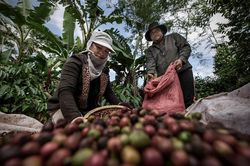 Giá cà phê hôm nay 13/7: Giảm mạnh chạm đáy 14 tháng