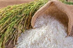 Giá lúa gạo hôm nay 14/7: Việt Nam đi ngang, thị trường Châu Á ảm đạm