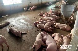 Dịch tả lợn châu Phi bùng phát ở xã Hoa Quân (Nghệ An)