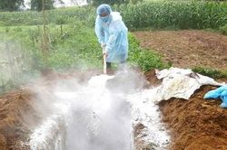 Cảnh báo nguy cơ cao xảy ra dịch bệnh nguy hiểm trên đàn vật nuôi