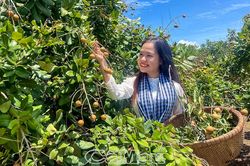 Mùa nhãn chín trên đất Giồng ven biển