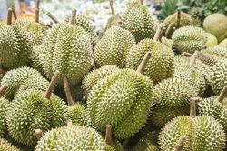 Giá sầu riêng hôm nay 16/7: Xuất khẩu đình trệ, giá tại vườn chạm đáy 65.000 đồng/kg