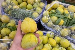 Một loại mận của Trung Quốc có giá vài trăm nghìn đồng/kg đổ bộ thị trường quả Việt được chị em săn đón
