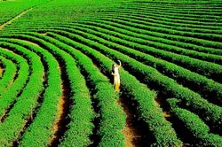 Lâm Đồng - Việt Nam sẽ trở thành trung tâm trà của thế giới