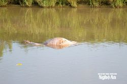Tiếp diễn tình trạng vứt lợn chết ra môi trường và nguồn nước