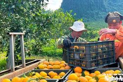 OCOP Nghệ An phát triển bền vững gắn với chuỗi giá trị và sản xuất sạch