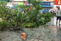 Hình ảnh nhiều cây lớn bị quật đổ trên các tuyến đường phố Hà Nội
