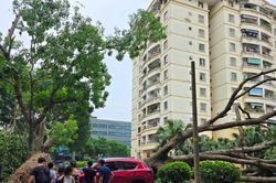 Hơn 940 cây xanh đổ gãy sau dông lớn, Hà Nội khẩn trương khắc phục