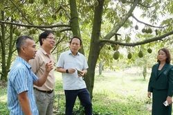 Tây Ninh: Trên 2.100 ha sầu riêng vào mùa thu hoạch