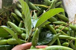 Quả mọc dại có hình thù lạ 'lên đời' thành đặc sản, ăn giòn ngon, vị chua thanh