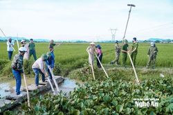 Ứng phó bão số 3, nhiều địa phương của Nghệ An khẩn trương trục vớt bèo tây, đảm bảo tiêu úng kịp thời