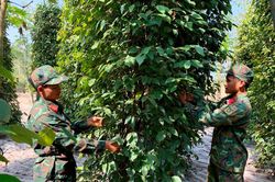 Giá tiêu hôm nay 21/7/2025: Thị trường như một canh bạc?