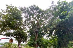 Nghệ An gấp rút cắt tỉa cây xanh chủ động ứng phó với bão số 3