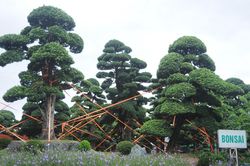 Bão số 3: Người dân Hà Nội chủ động ứng phó bão