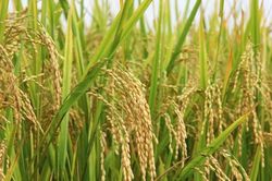 Giá lúa gạo hôm nay 22/7: Gạo nguyên liệu tăng 200 - 300 đồng/kg, thị trường giao dịch chậm