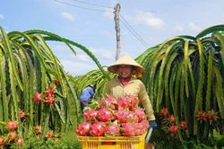 Sốt ruột vì nông sản Việt vào châu Âu 'tắc' mãi chưa thông