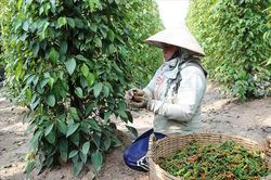Giá tiêu hôm nay 22/7/2025: Tăng chưa đủ mạnh
