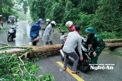 Lực lượng chức năng xử lý nhanh cây cổ thụ đổ chắn ngang Quốc lộ 7 đoạn qua xã Tam Quang, gây ách tắc giao thông