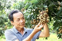 Về thăm vựa nhãn xứ Mường