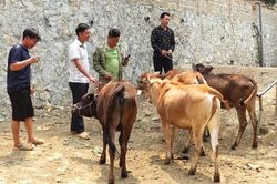 'Ngân hàng bò' – Tạo sinh kế bền vững cho người nghèo